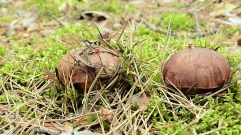 Polish mushroom. 스톡 동영상 155717275