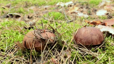 Polish mushroom. Video stock 155717312