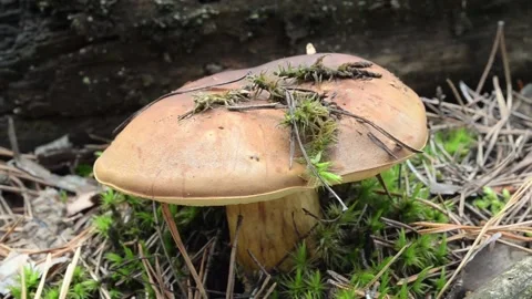 Polish mushroom. Video stock 155717366