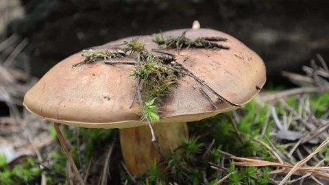 Polish mushroom. Video stock 155717385