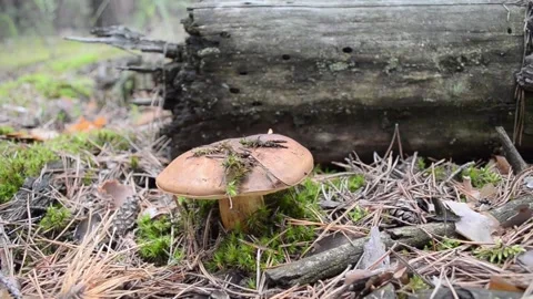 Polish mushroom. 스톡 동영상 155717416