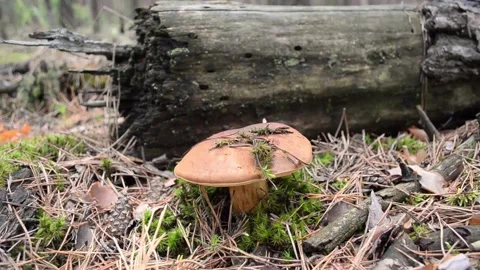 Polish mushroom. Video stock 155717431