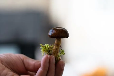Polish mushroom in hands Stockfoto's