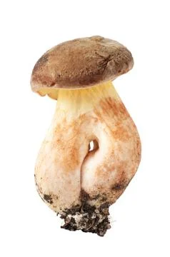 Polish mushroom on a white background Stock Photos