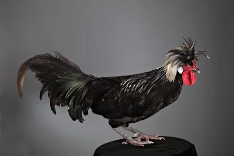 Polish rooster right side Stock Photos