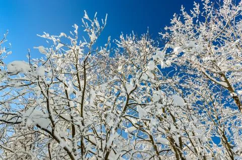 Polish Winter landscape in the mountains, snowy trees. Stock Photos
