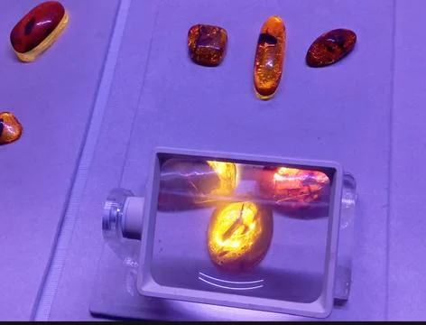Polished amber specimens displayed under purple museum lighting Stock Photos
