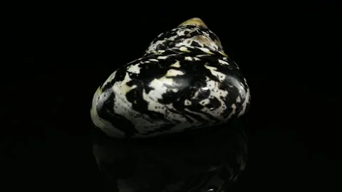 Polished Black and White Patterned Magpie Turbo Sea Shell on Black Background Stock Footage 318343182