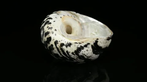 Polished Black and White Patterned Magpie Turbo Sea Shell on Black Background Stock Footage 318343255