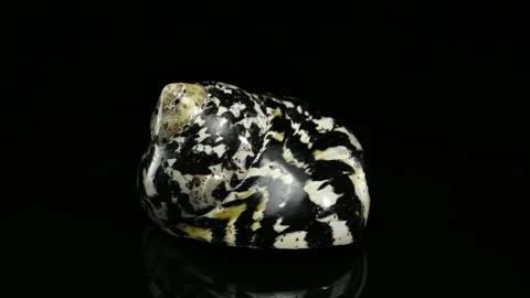 Polished Black and White Patterned Magpie Turbo Sea Shell on Black Background Stock Footage 318343394