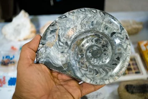 Polished fossilized shell with intricate patterns Foto stock