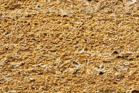 Polished limestone slab with different shell marks. Shell rock texture. Stock Photos