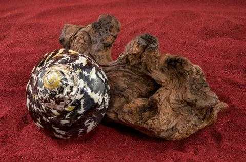 Polished Nerite Seashell with Intricate Pattern on Red Sand Surface Foto stock
