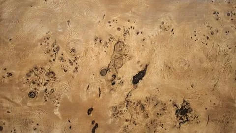 Polished Wood Texture with Burled Patterns. Fotos Stock