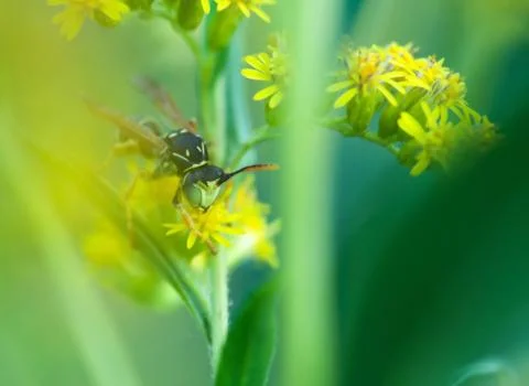 Poliste plants macro Stock Photos