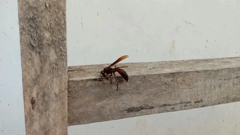 Polistes canadensis Stock Footage 287093168