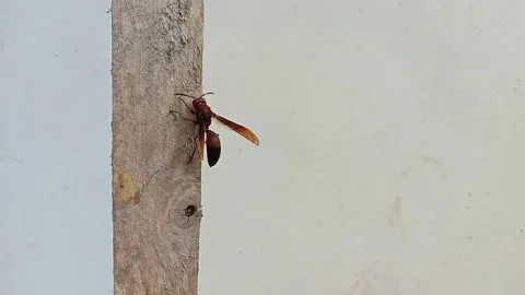 Polistes canadensis Stock Footage 287094738