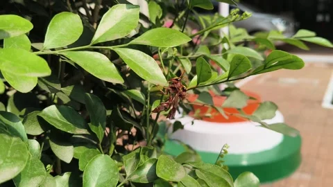 Polistes fuscatus wasp in Mating time. Видео 329725348