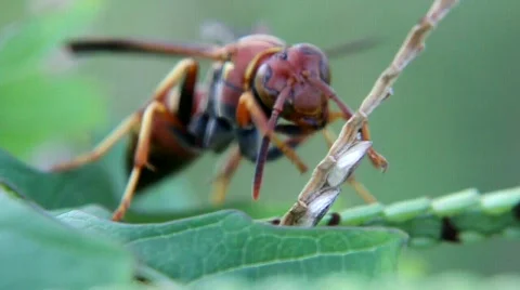 Polistes sp. Wasp Stock Footage 878276