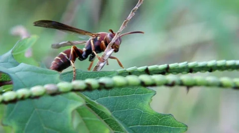 Polistes sp. Wasp Stock Footage 878282