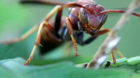 Polistes sp. Wasp Stock Footage 879203
