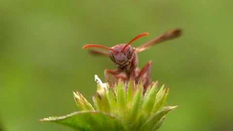 The Polistinae, wasp Stock Footage 209171403