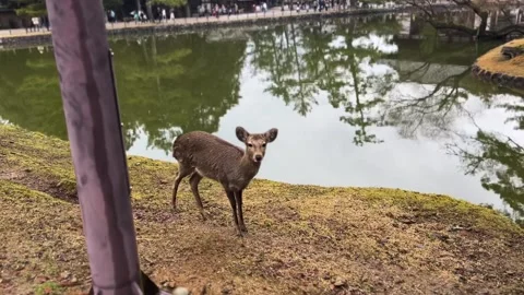 Polite Bowing Deer at Nara Park Japan Stock-Footage 339150486