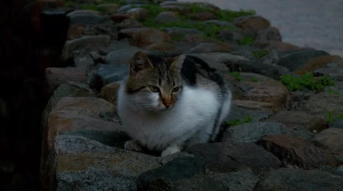 Polite Kitty Sitting Stock Footage 39002114