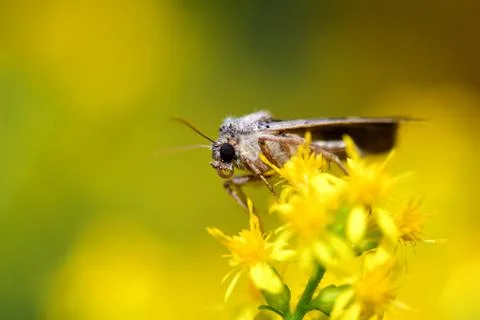 Polites peckius 스톡 사진