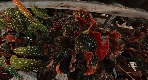 Polka Dot Begonia 1 Stock Footage 281834015