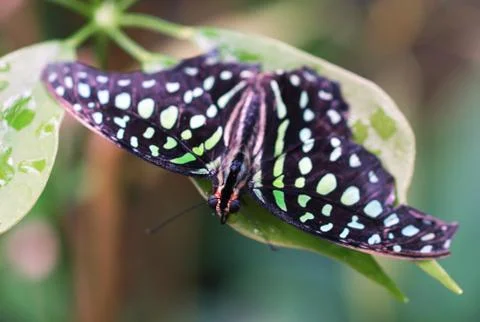 Polka dot butterfly Foto stock