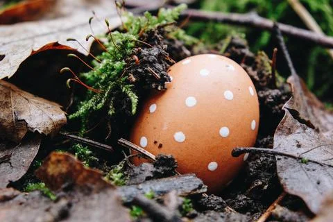 Polka dot Easter egg nestled in moss and fallen leaves on the forest floor Stock Photos