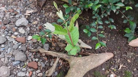 Polka dot patterned ladybugs perched on green leaves Stock Photos
