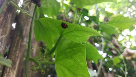 Polka dot patterned ladybugs perched on green leaves Stock Photos
