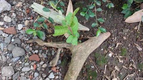 Polka dot patterned ladybugs perched on green leaves Stock Photos