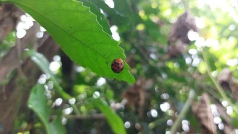 Polka dot patterned ladybugs perched on green leaves Stock Photos