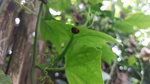 Polka dot patterned ladybugs perched on green leaves Stock Photos