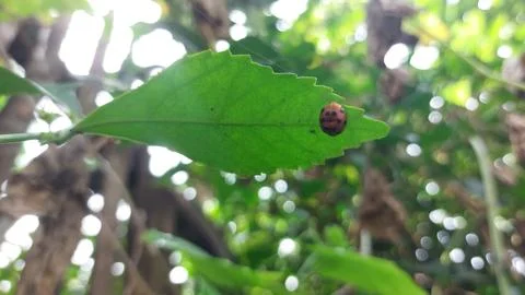 Polka dot patterned ladybugs perched on green leaves Stock Photos