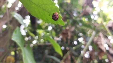 Polka dot patterned ladybugs perched on green leaves Stock Photos