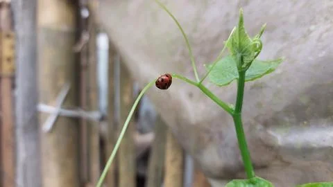 Polka dot patterned ladybugs perched on green leaves Stock Photos