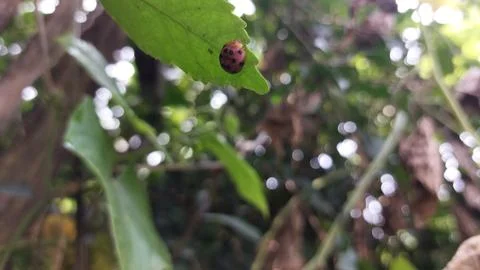 Polka dot patterned ladybugs perched on green leaves Stock Photos