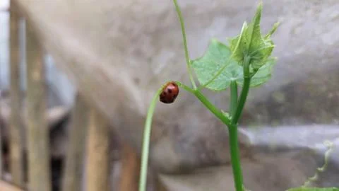 Polka dot patterned ladybugs perched on green leaves Stock Photos