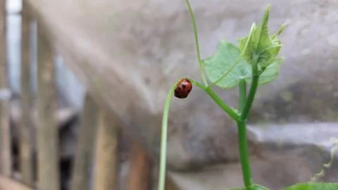 Polka dot patterned ladybugs perched on green leaves Stock Photos
