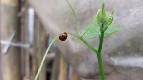 Polka dot patterned ladybugs perched on green leaves Stock Photos