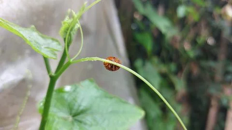 Polka dot patterned ladybugs perched on green leaves Stock Photos