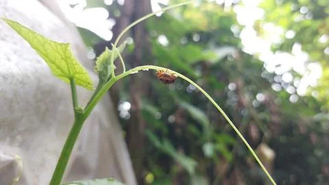 Polka dot patterned ladybugs perched on green leaves Stock Photos