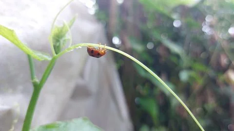 Polka dot patterned ladybugs perched on green leaves Stock Photos