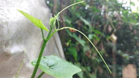 Polka dot patterned ladybugs perched on green leaves Stock Photos