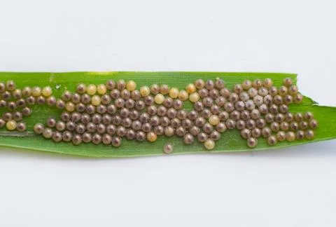 Polka dot wasp moth eggs on green grass leaf Stock Photos