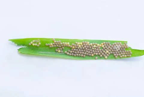 Polka dot wasp moth eggs on green grass leaf Stock Photos